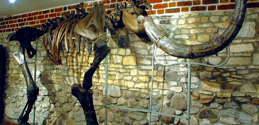 Rekonstrukcja szkieletu mamuta włochatego