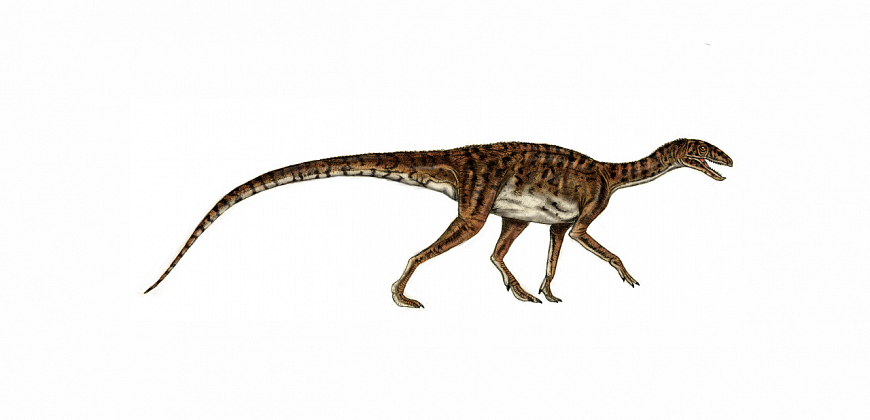 Silesaurus opolensis, rys. Jakub Kowalski