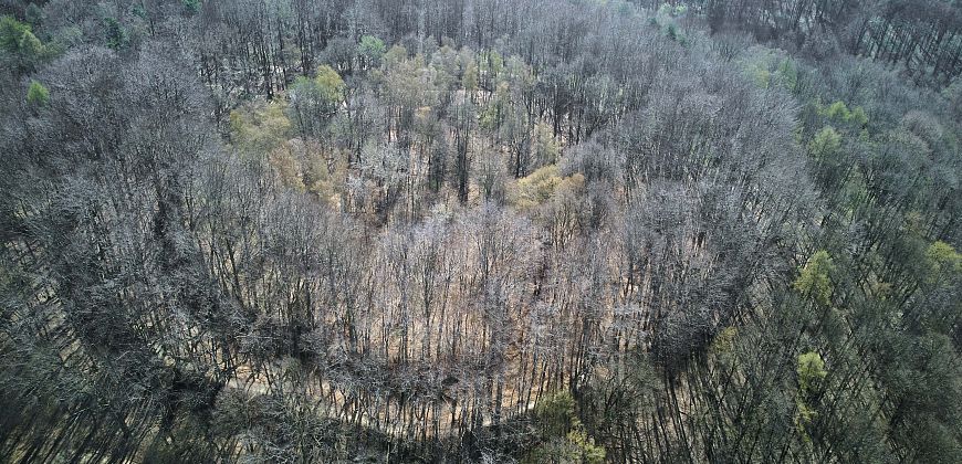 Widok na centralną część grodziska w Lubomi, zbiory Muzeum w Wodzisławiu Śląskim