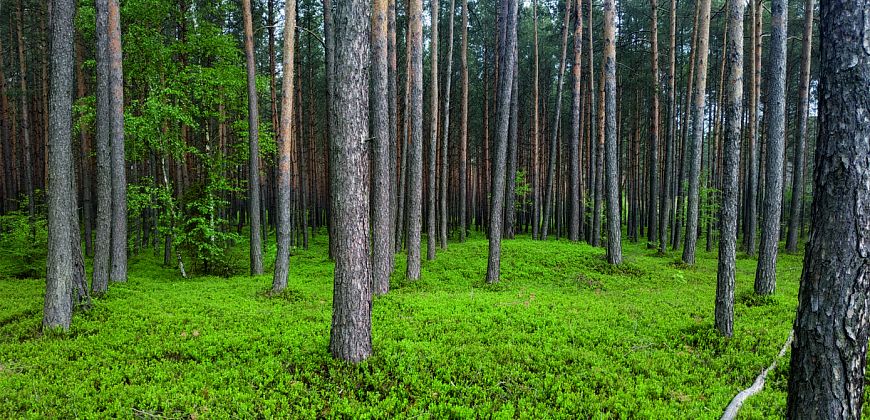 Widok na jeden z kurhanów przed rozpoczęciem badań wykopaliskowych, zbiory Muzeum w Gliwicach