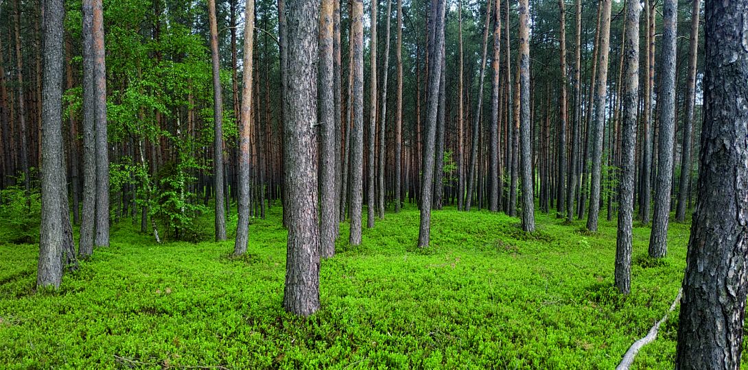 Widok na jeden z kurhanów przed rozpoczęciem badań wykopaliskowych, zbiory Muzeum w Gliwicach