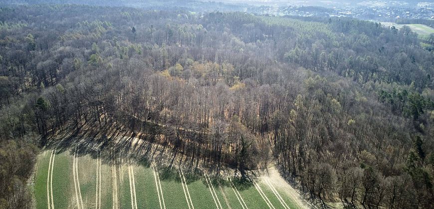 Współczesny widok na grodzisko w Lubomi, zbiory Muzeum w Wodzisławiu Śląskim
