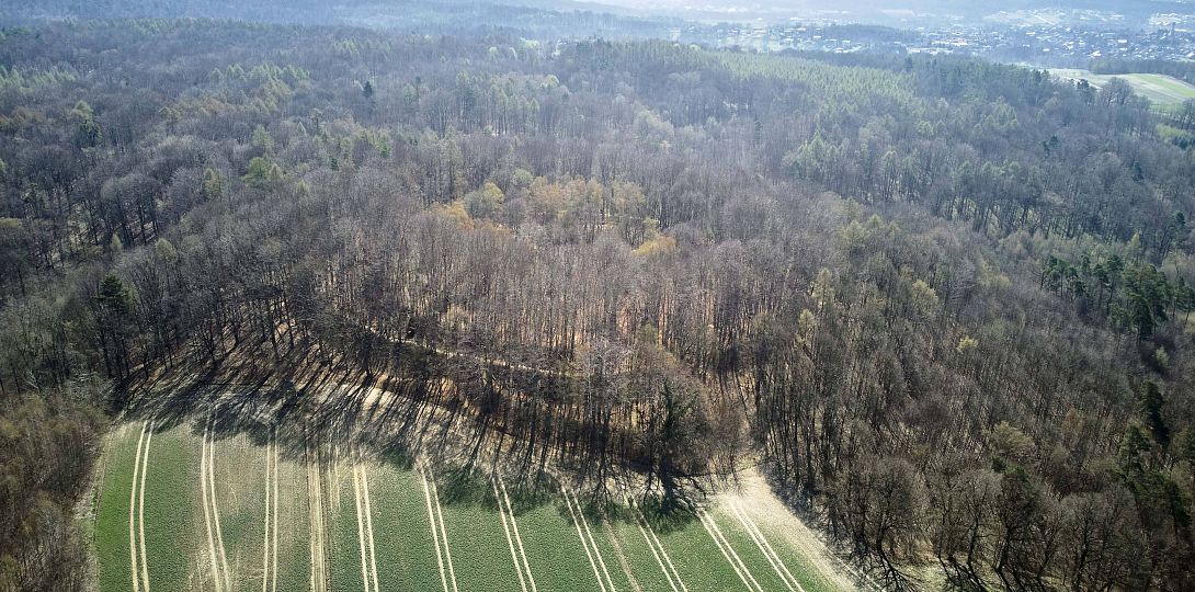 Współczesny widok na grodzisko w Lubomi, zbiory Muzeum w Wodzisławiu Śląskim